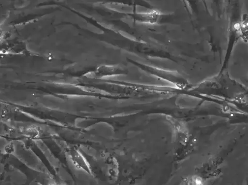 [GENT300428MA] WI-38 Cells